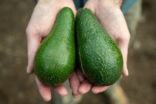 Two organic Pinkerton California avocados held in hands against a blurred background