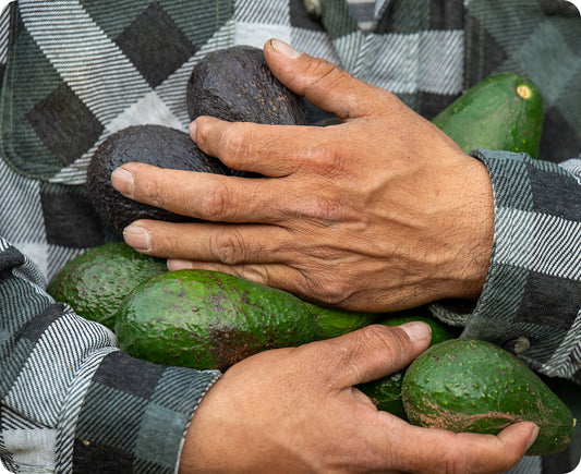Where Your Avocado Really Comes From — And Why Ours Is Different