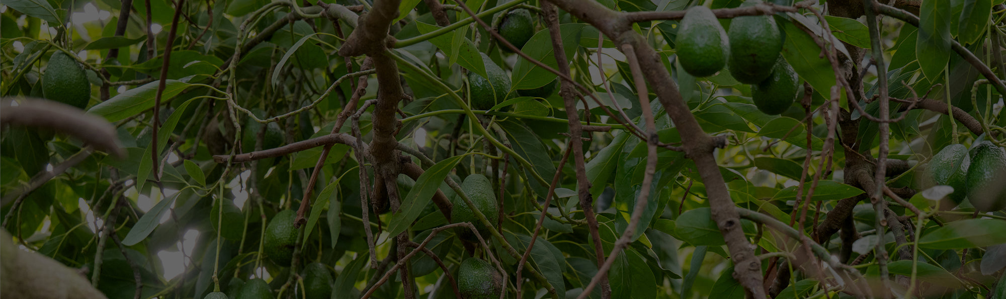 California Avocado Varieties
