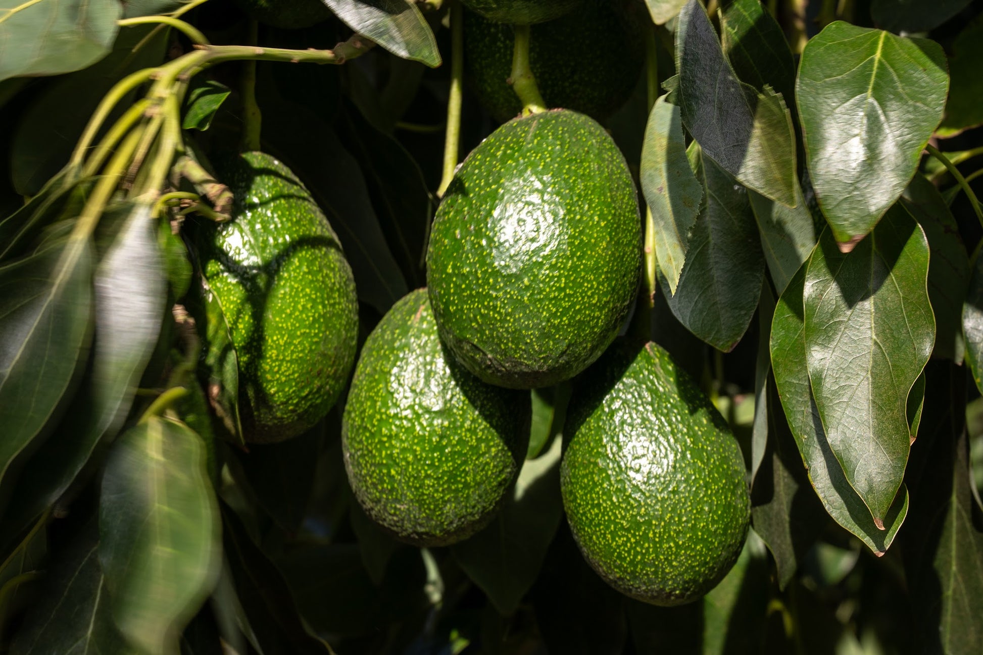 Organic Gem California avocados hanging from a tree with leaves.