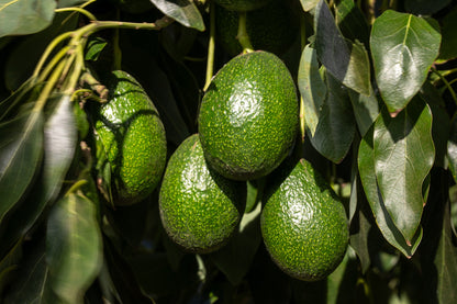 Organic Gem California avocados hanging from a tree with leaves.