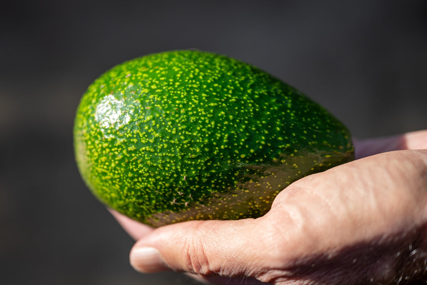 Hand holding an organic Gem California avocado against a dark background