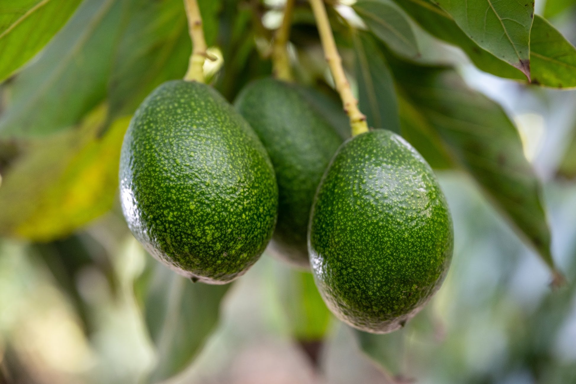 Three organic Gem California avocados hanging from a tree branch with leaves in the background.