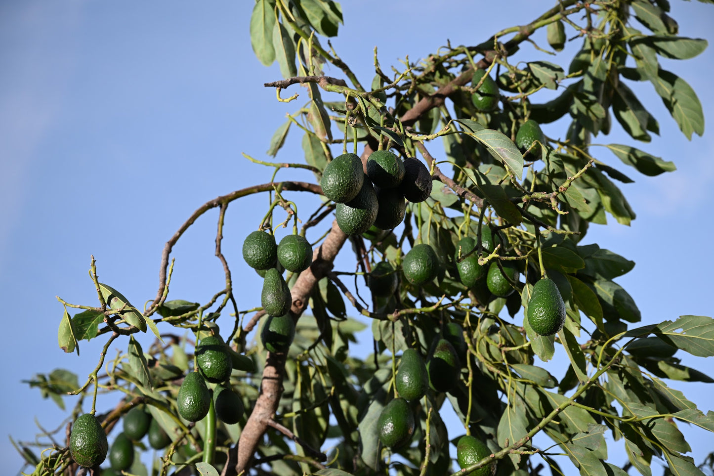 Organic Hass Avocados growing on a tree with a clear blue sky background