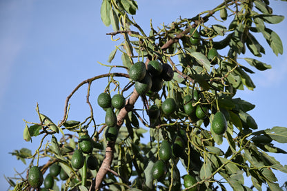 Organic Hass Avocados growing on a tree with a clear blue sky background