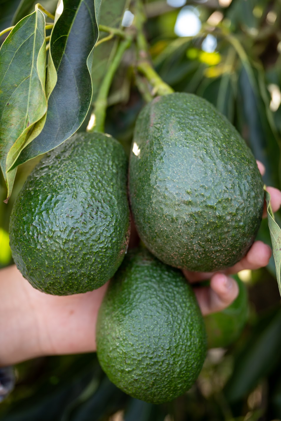 Lamb Hass Organic California Avocados