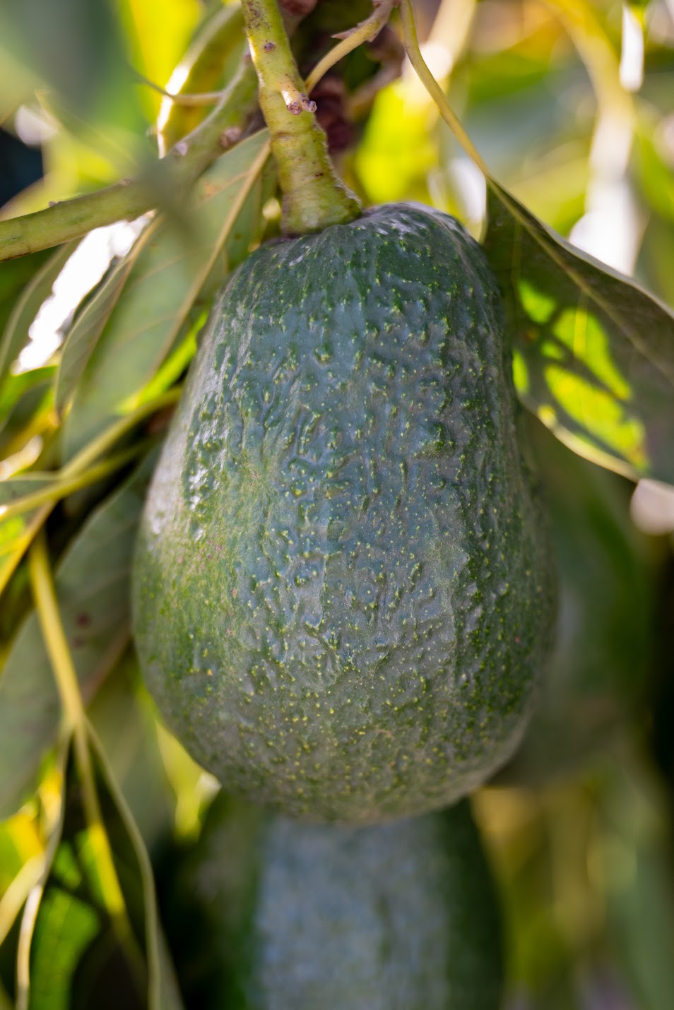 Lamb Hass Organic California Avocado