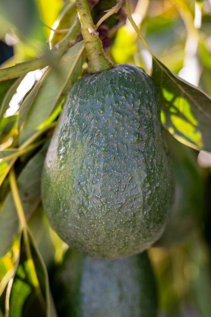 Lamb Hass Organic California Avocado