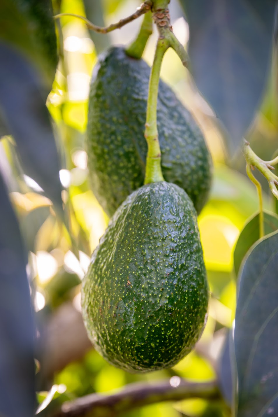 Two Luna organic California avocados hanging on a tree branch with green leaves in the background.