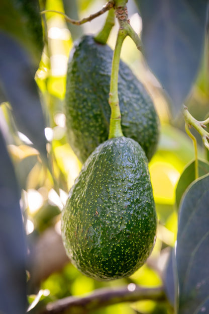 Two Luna organic California avocados hanging on a tree branch with green leaves in the background.