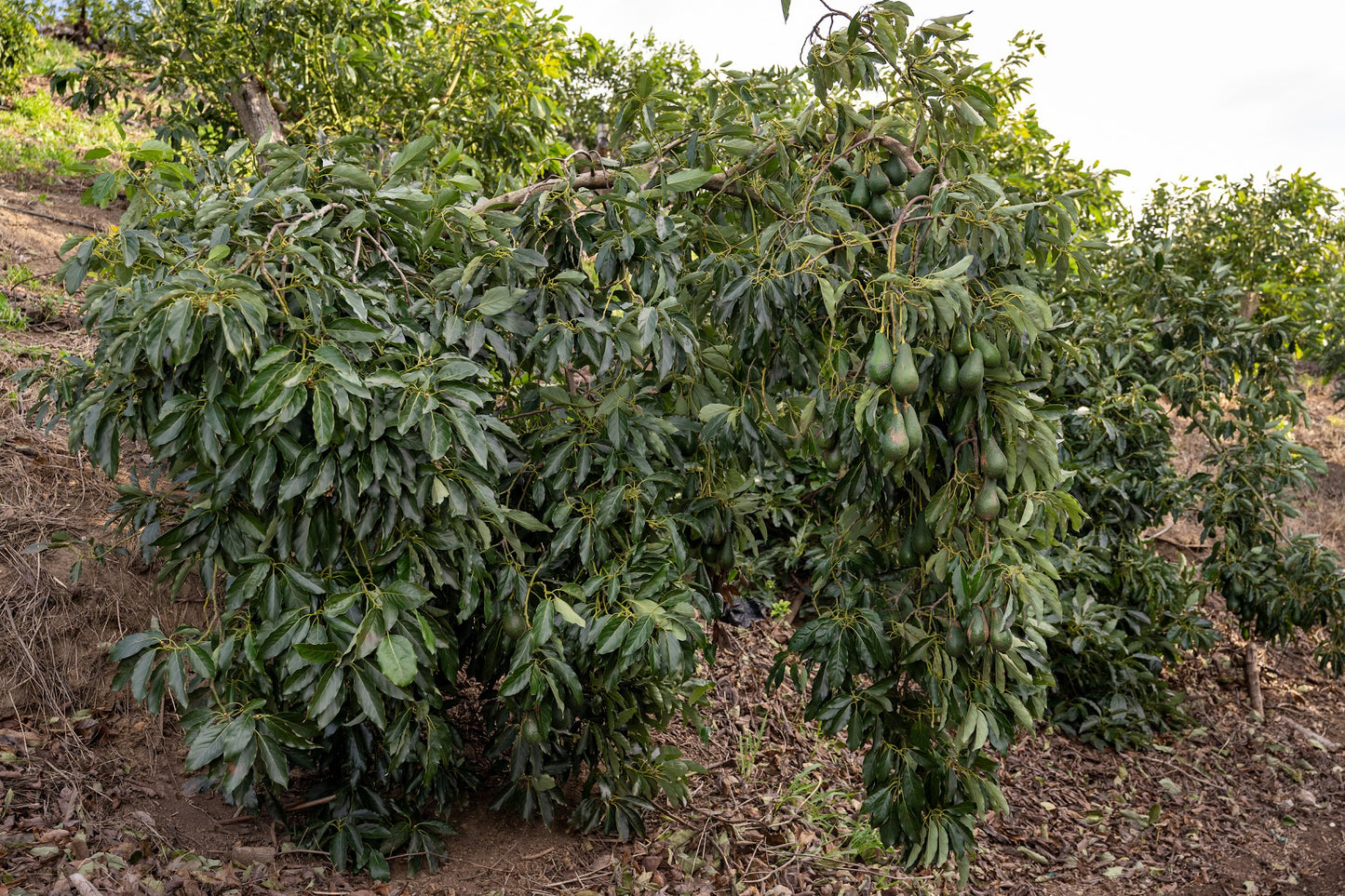 Pinkerton organic Avocado tree with fruit on a hillside