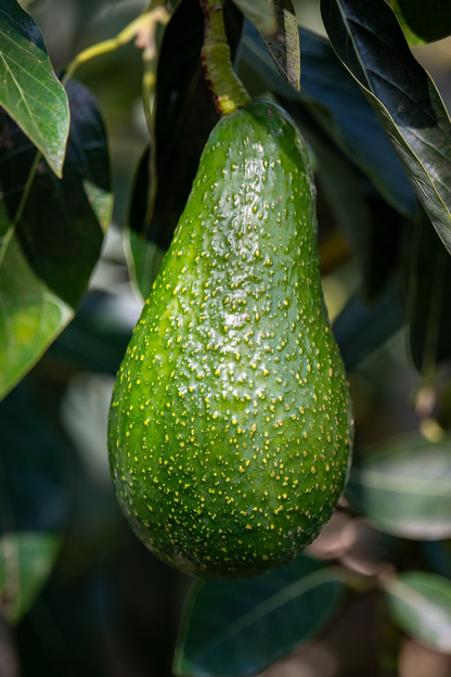 Organic Fuerte California avocado hanging from a tree with leaves in the background
