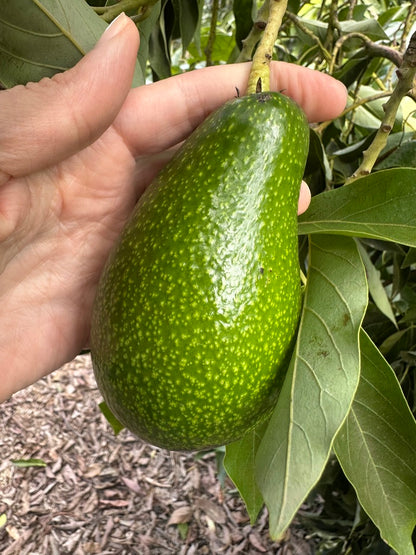 Organic Zutano California avocado