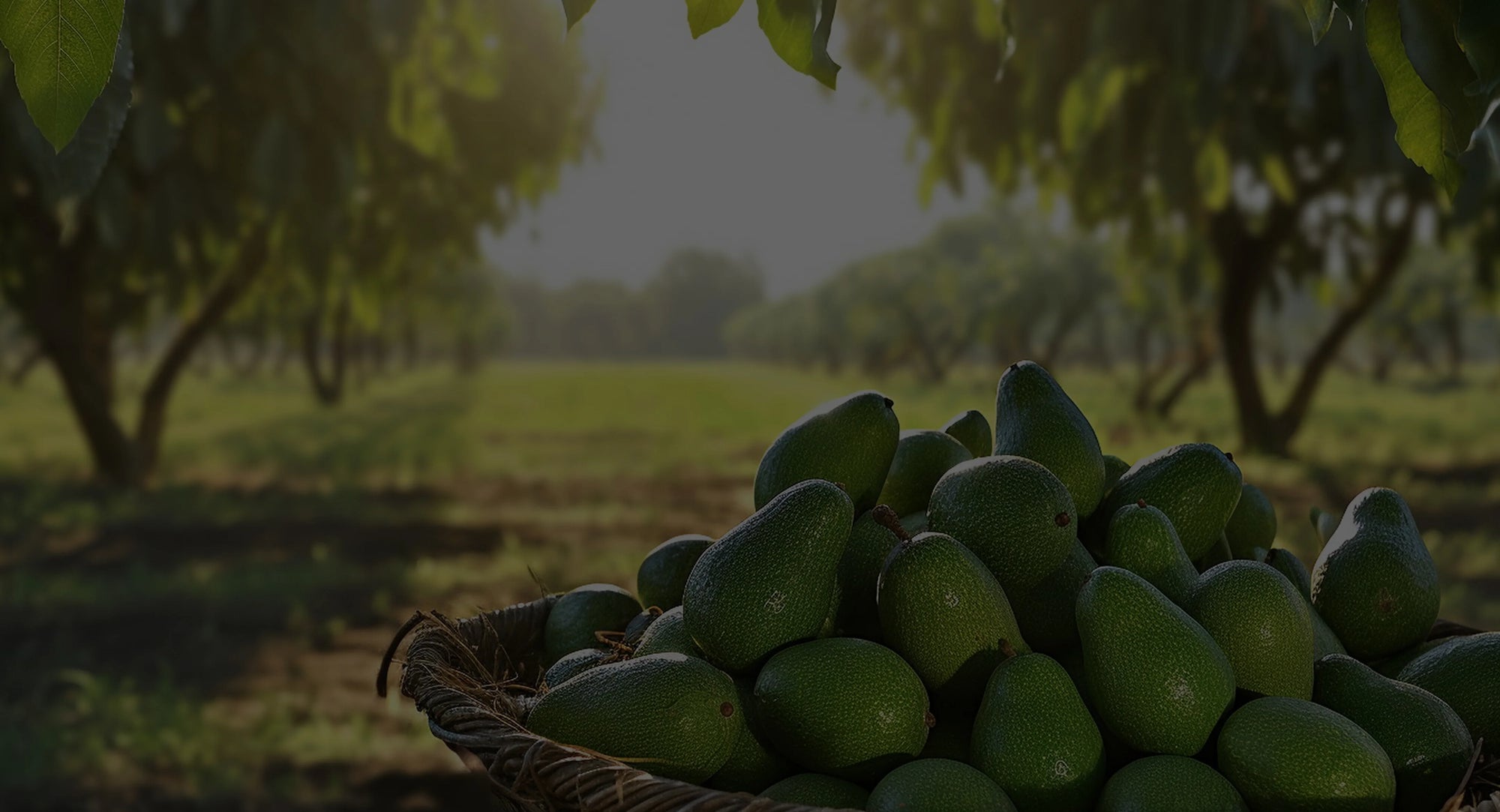 California Fresh Avos To Your Door